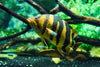 DATNOID BORNEO 6-7 INCHES