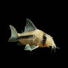 Decker Cory Medium Corydoras Axelrodi