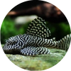 L-066 KING TIGER PLECO