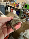 L-066 KING TIGER PLECO