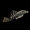 Plecos White Point	L201 Hypancistrus Inspector