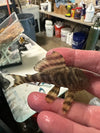 L398 PANAQOLUS TANKEI