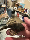 L398 PANAQOLUS TANKEI
