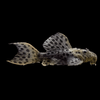 Pseudacanthicus Spinosus L096-Spotted Cactus Pleco