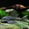 L-066 KING TIGER PLECO