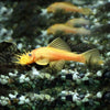 L144 BLUE EYED LEMON PLECO 2 INCH