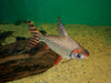 Red Prochilodus small Semaprochilodus Teaniatus