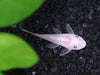 L-144 SNOW WHITE LONGFIN 1 INCH