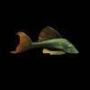 L137 Hypostomus Soniae cf. Colombia