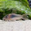 Corydoras Aeneus