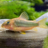 Corydoras Melanotaenia  Gold Green Cory