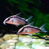 Corydoras Arcuatus, Skunk Cory