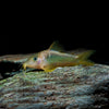 Corydoras Melanotaenia