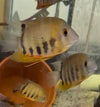 Heros Efasciatus 5-6CM
