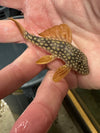 l-014 sunshine pleco 3 inch