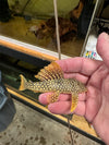 l-014 sunshine pleco 3 inch