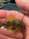 l-014 sunshine pleco 3 inch