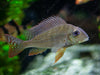 Geophagus Surinamenses  SMALL