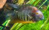 Heros Efasciatus 4 INCHES