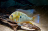 Biotodoma cupido CUPID CICHLID