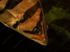DATNOID BORNEO 2-3 inch
