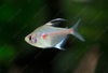 Bleeding Heart Tetra Hypesobrycon Erythrostigma