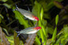Ruminosse Tetra Nose Red        Hemmigramus Bleheri