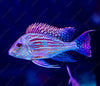 Geophagus Altifrons