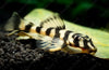 Peckoltia compta L134 LEOPARD FROG PLECO