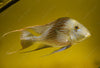 GEOPHAGUS WINMILLERI EXTRA LARGE