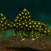 Plecos Gold Point colombia	L082 Scobiancistrus similar OPAL