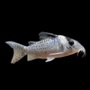 Corydoras Melanistius