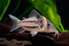 Corydoras Bifasciatus  Two-stripe Corydoras