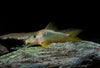 Gold Green Cory	Corydoras Melanotaenia