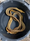 GYMNOTHORAX POLYURANODON FRESHWATER TIGER MORAY EEL MEDIUM