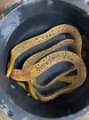 GYMNOTHORAX POLYURANODON FRESHWATER TIGER MORAY EEL LARGE