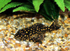 Scobinancistrus Pariolispos L368 PLECO