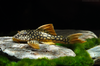 Scobinancistrus Aureatus  L014/Iriri