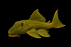 L200a GREEN PHANTOM HI-FIN LARGE12-15CM