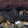 L240a Leporacanthicus Sp. GALAXY ADONIS