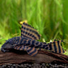 L398 PANAQOLUS TANKEI PLECO