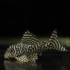 L066 KING TIGER PLECO LARGE 8-10CM