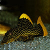GOLD NUGGET LARGE DOT L081 PLECO
