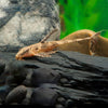 L007 RINELORICARIA HASEMANI