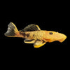 Parancistrus Aurantiacus  YELLOW/BLACK L056 CHUBBY PLECO