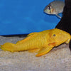 Parancistrus Aurantiacus YELLOW RUBBER PLECO L056