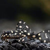 L102 Hypancistrus inspector  Snowball Pleco