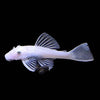 L-144 SNOW WHITE SHORTFIN 3 INCH