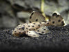 Leporacanthicus Joselimai  L264-Sultan Pleco
