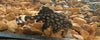 L330a Panaque Albomaculatus WATERMELON PLECO  LARGE
